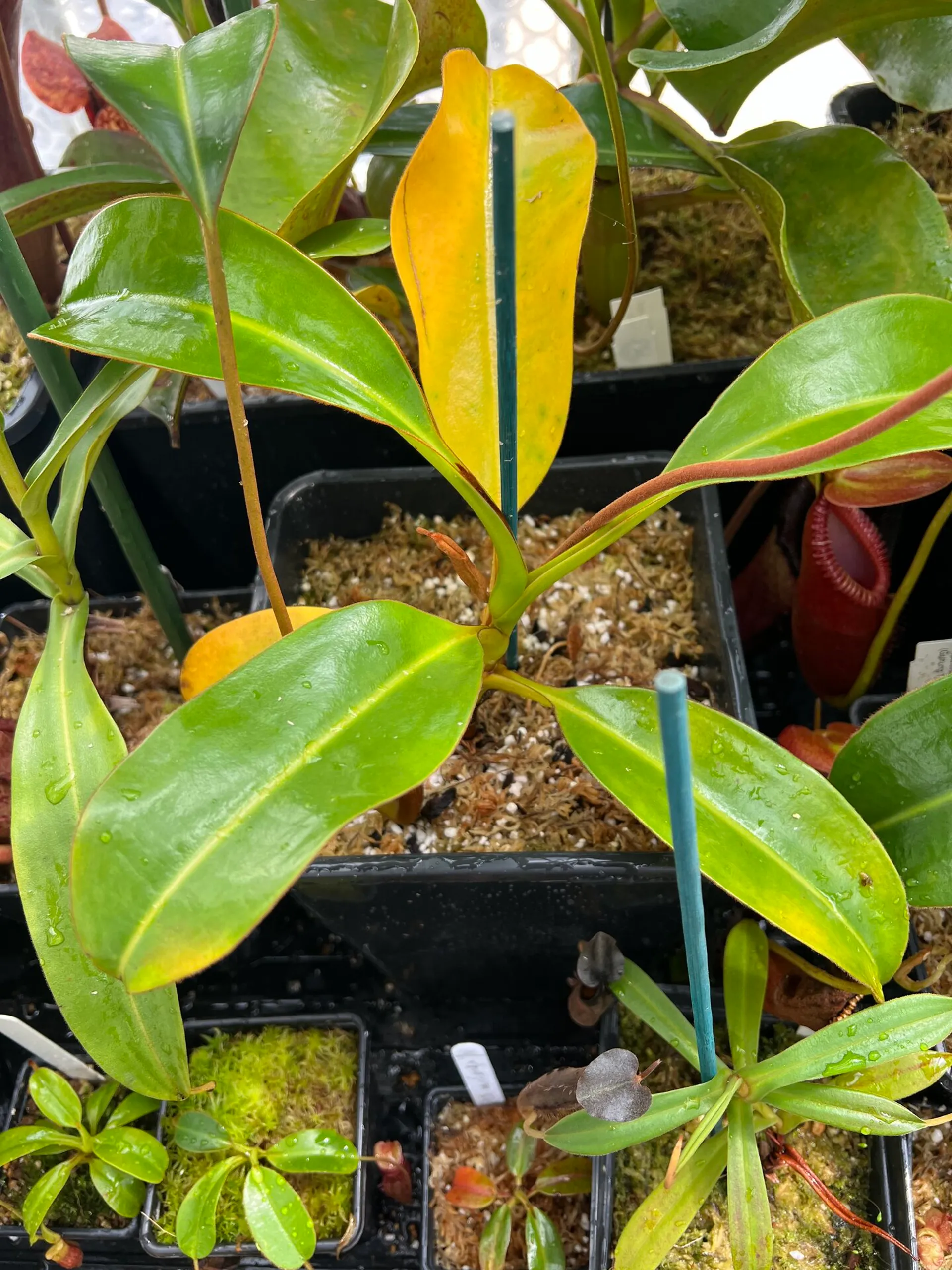 Nepenthes macrophylla | Tom's Carnivores